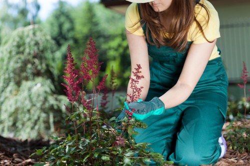 A person wearing a yellow shirt and teal gardening apron is kneeling in a garden, tending to a border of plants with reddish-purple flower spikes and dark green foliage. The garden features a well-maintained lawn with dense, lush grass, bordered by flower beds and shrubs. In the background, there are mature trees and a green shed or garden structure, suggesting a landscaped outdoor space typical of residential properties in London. The scene is set outdoors under natural light, with a slightly overcast sky providing diffuse lighting. The individual appears focused on pruning or planting, using gardening gloves for protection. The garden layout includes a mix of flowering plants, neatly edged flower beds, and healthy lawn areas, reflecting a professional approach to garden maintenance that would be typical of Great Gardeners' lawn and garden care services in the London area. The overall environment is tidy, vibrant, and well-kept, illustrating that proper outdoor maintenance enhances the natural beauty of a residential garden environment.